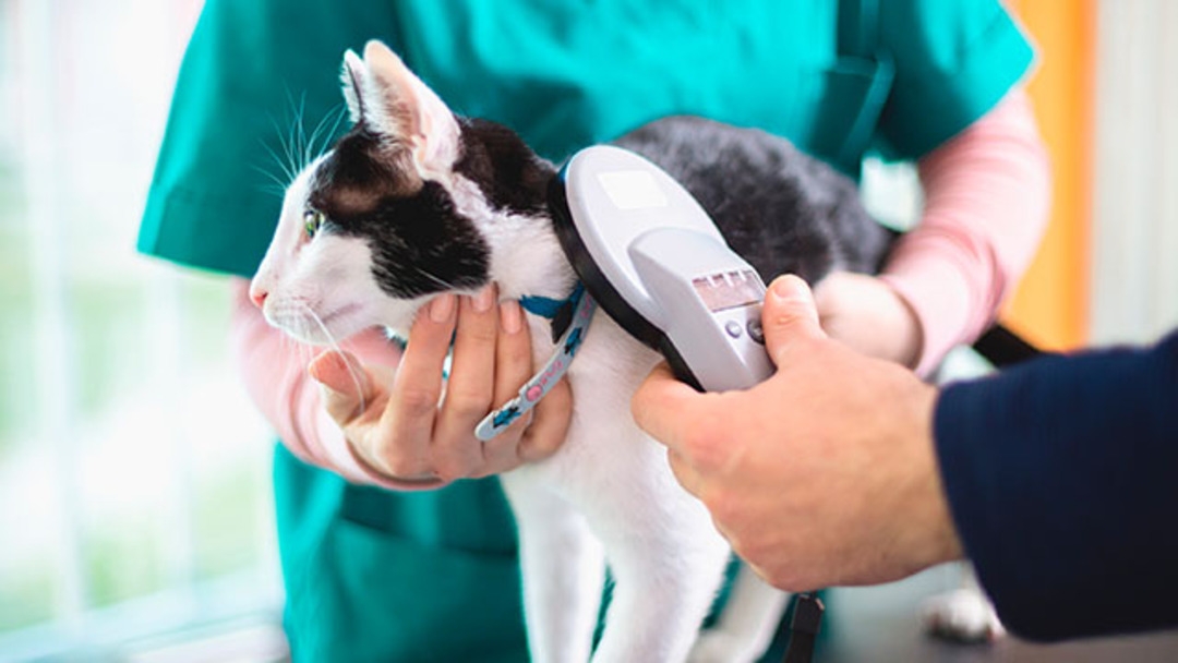 La importancia del microchip en gatos Purina®